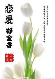 恋爱郁金香